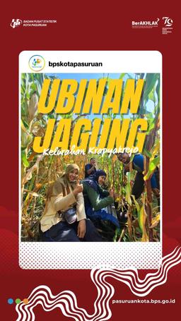 Survei Ubinan Jagung Kelurahan Krapyakrejo